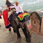 91 - Mehrangarh Fort and Elephants